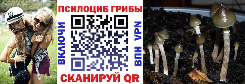 blacksprut ONION  Кола  Псилоцибиновые грибы Cubensis 